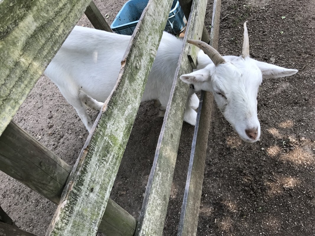 お庭にやぎさんいます