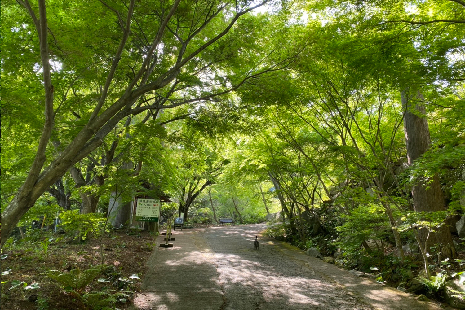 森の入口　券売機までの坂道