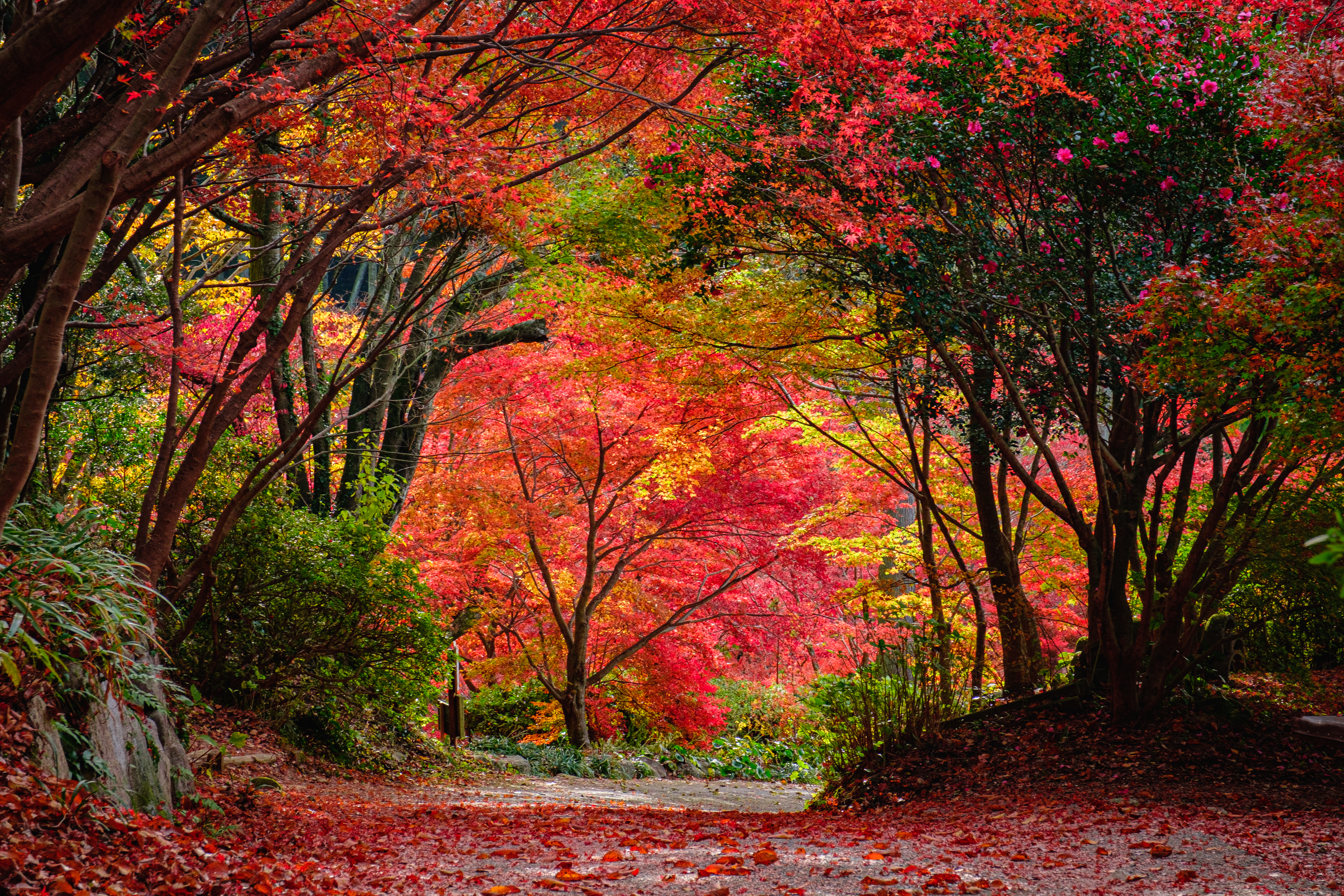 秋　森のトンネル
