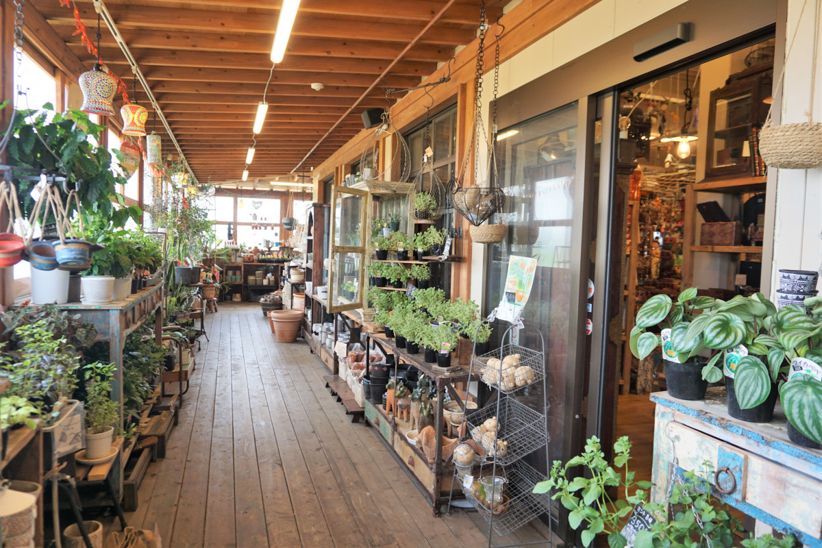 観葉植物コーナー