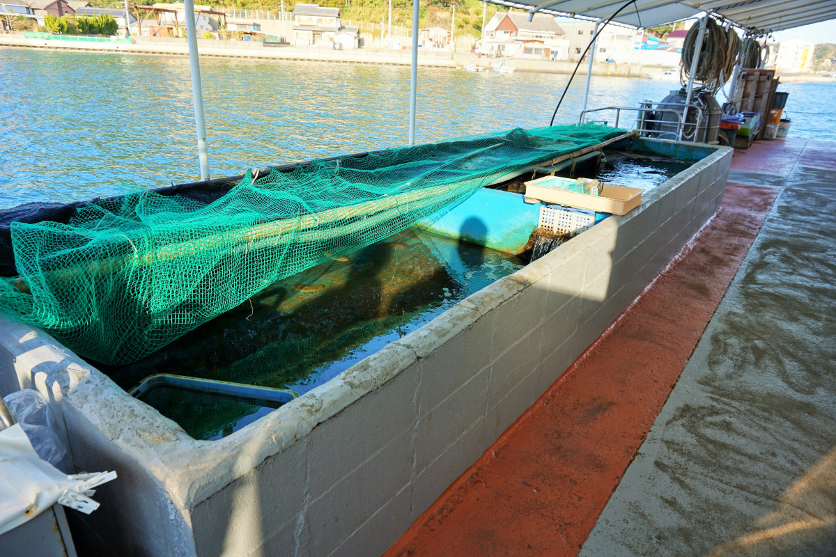 乗船場の生け簀で餌やり体験ができます。