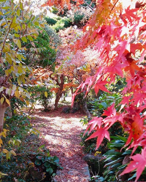 秋の紅葉は一段と美しいです