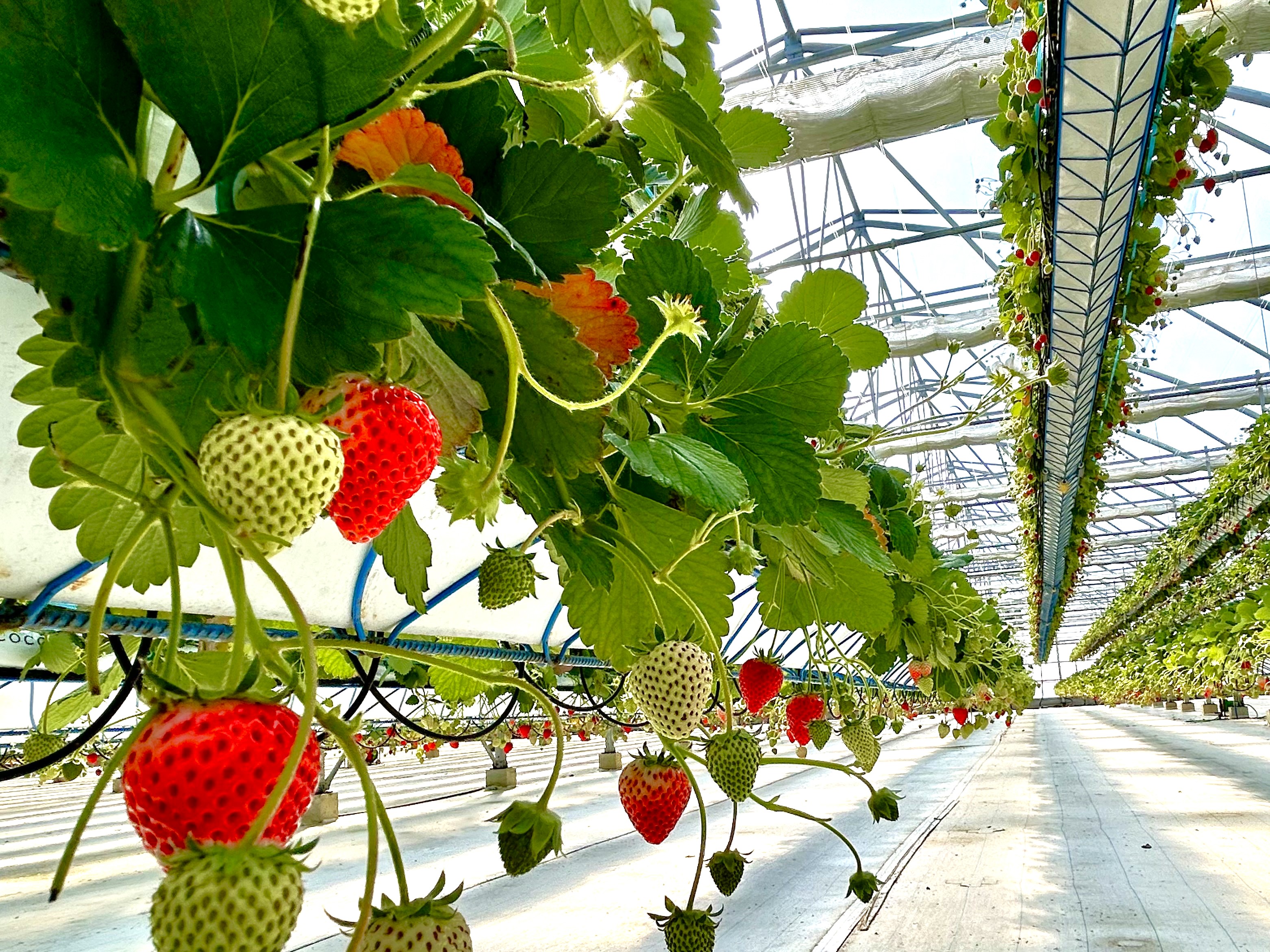 いちご農園内