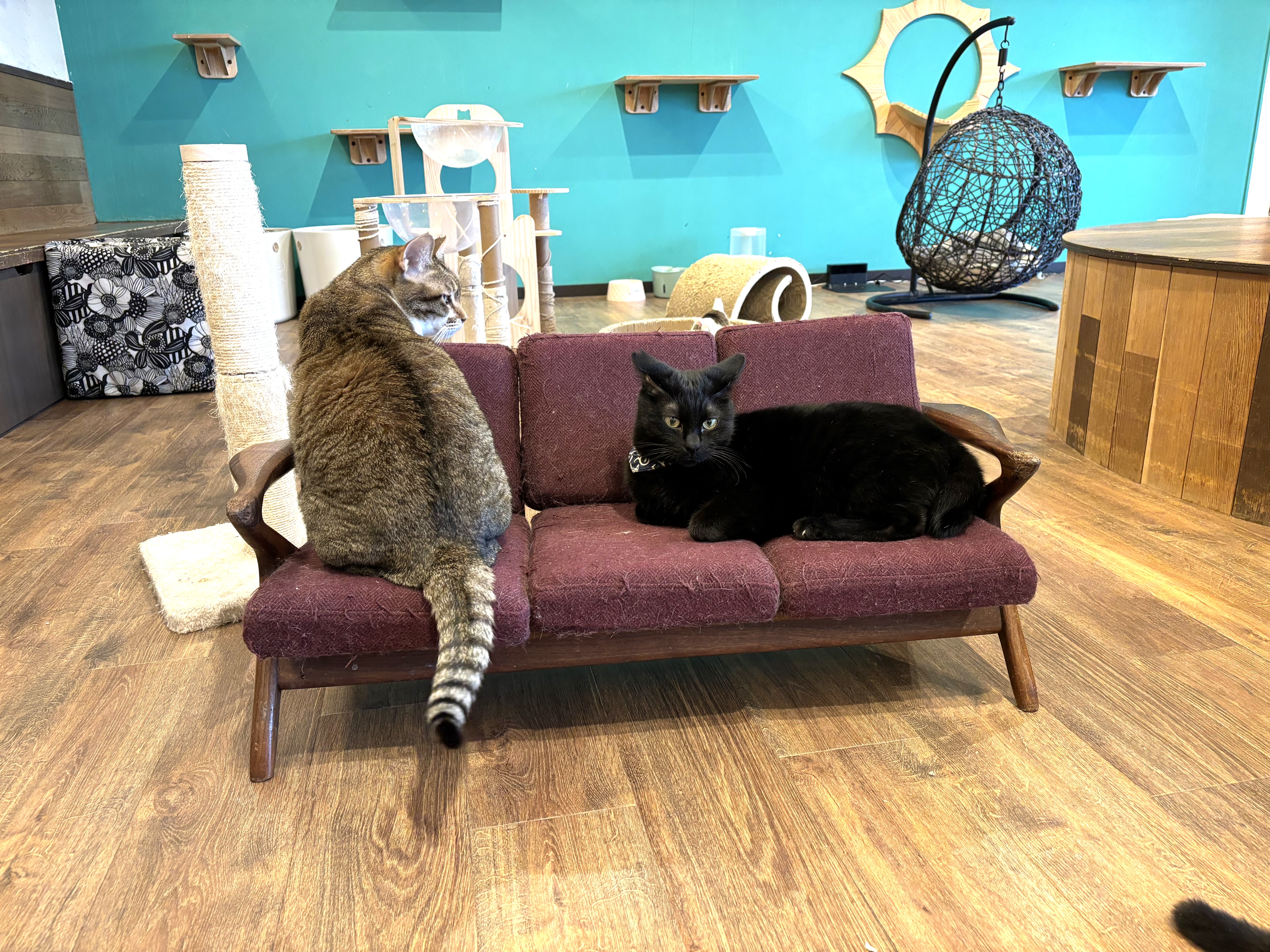 くつろぐ猫ちゃん