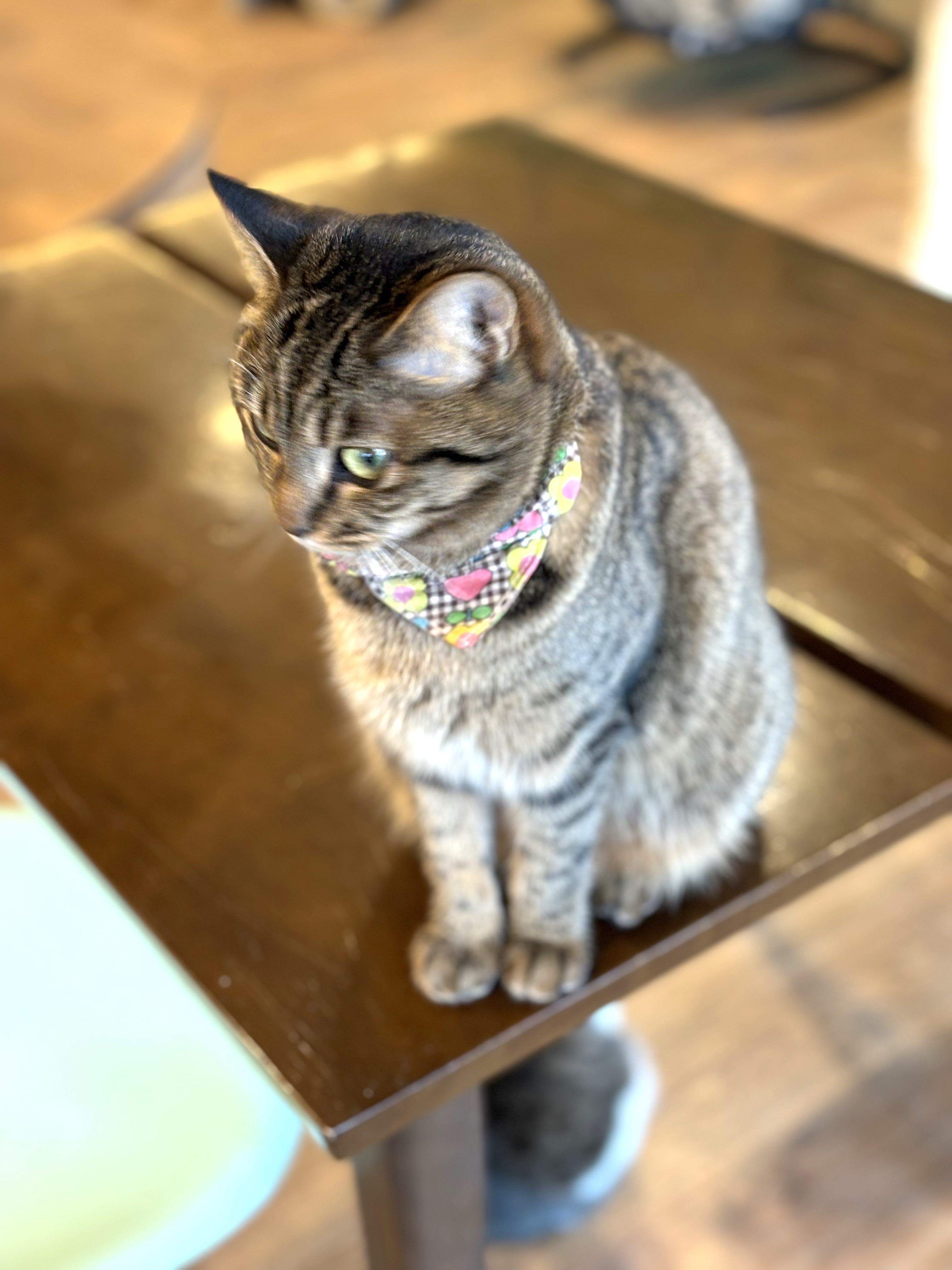 個性豊かな猫ちゃんが待ってます♪