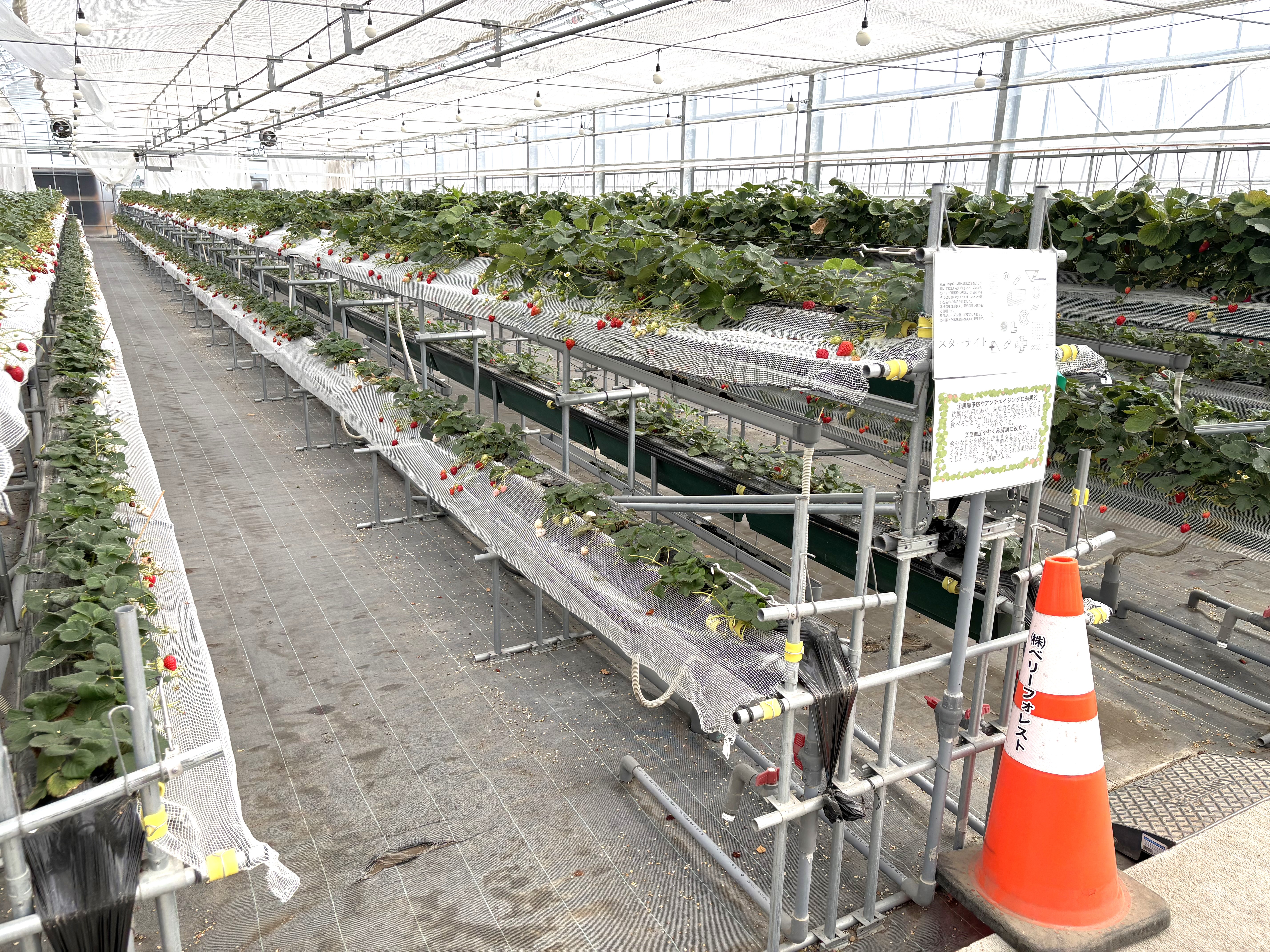 多段式高設栽培でラクラク収穫できます！