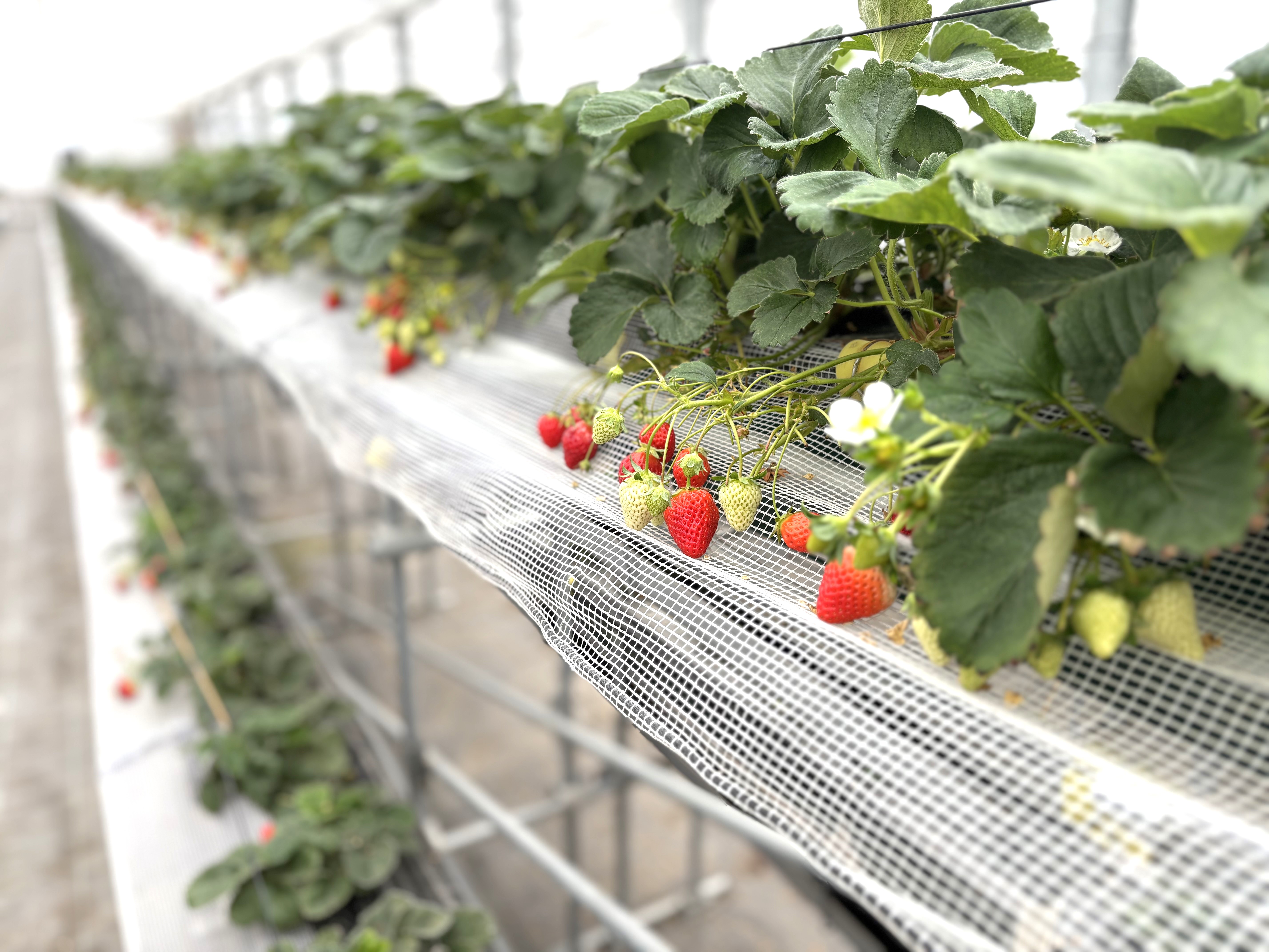 食べ放題°˖✧˖°˖✧