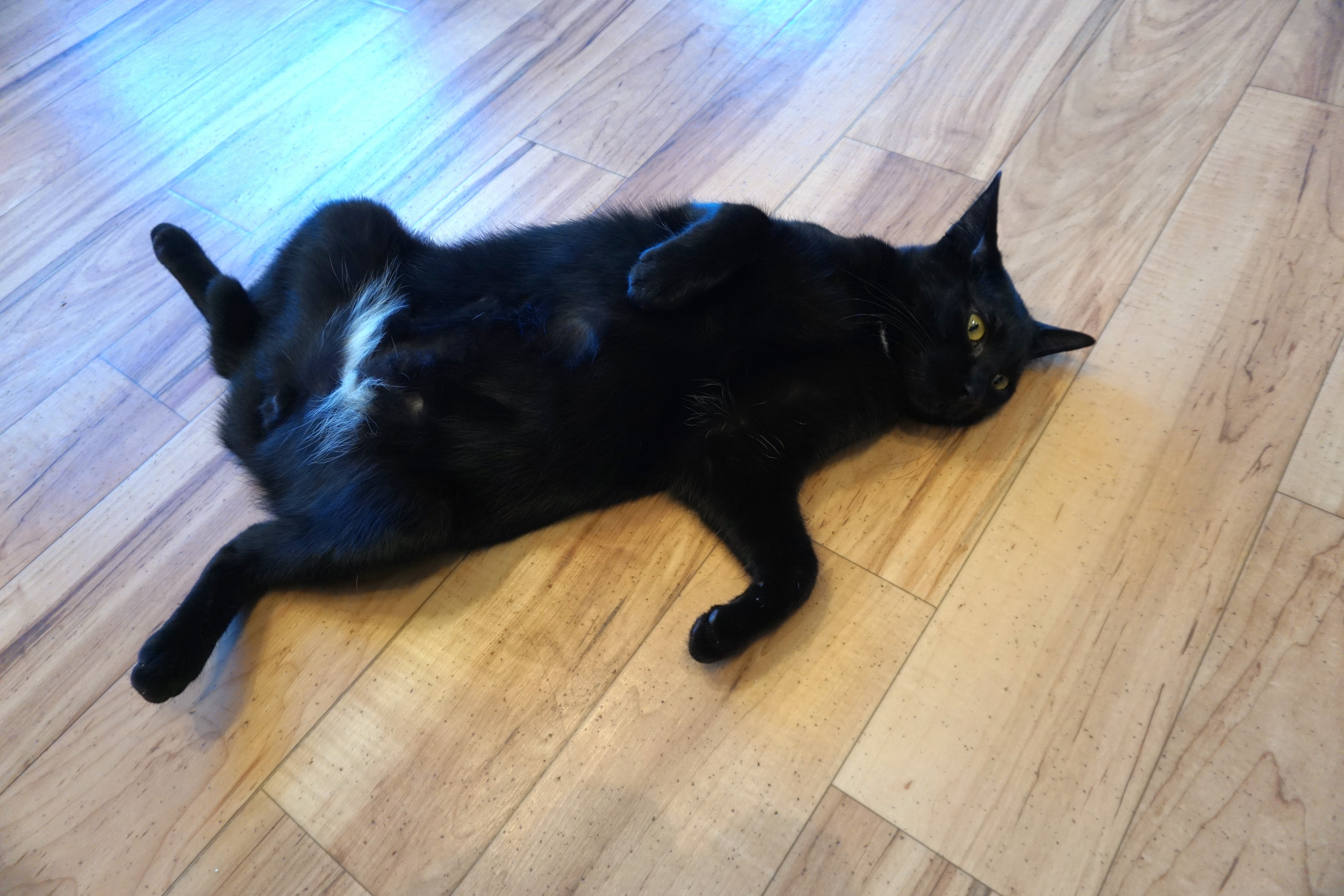 リラックス猫ちゃん